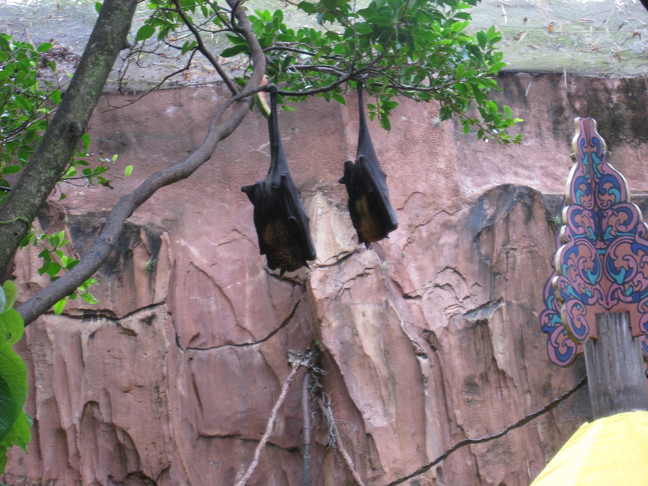Vacation 2007-12 - Disney Parks  0694.jpg - The 2007-08 vacation to Florida included Disney World. We visited some of the larger theme Resorts along with Animal Kingdom and Disney Hollywood Studios.